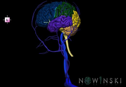G2.T1-18.2.V2.C2.L0.CNS–Extracranial veins