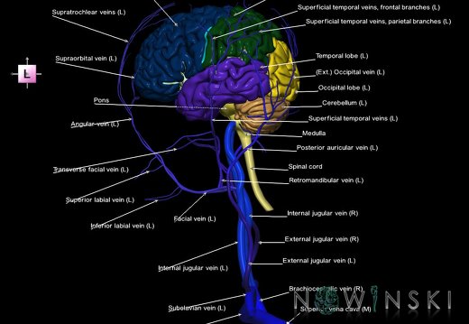 G2.T1-18.2.V2.C2.L1.CNS–Extracranial veins