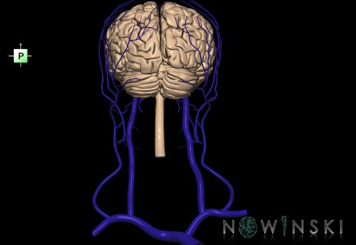G2.T1-18.2.V3.C1.L0.CNS–Extracranial veins