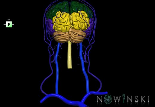 G2.T1-18.2.V3.C2.L0.CNS–Extracranial veins