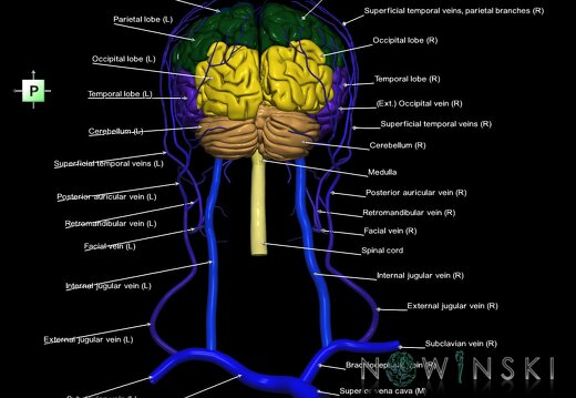 G2.T1-18.2.V3.C2.L1.CNS–Extracranial veins