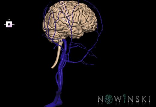 G2.T1-18.2.V4.C1.L0.CNS–Extracranial veins
