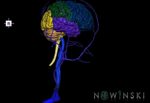 G2.T1-18.2.V4.C2.L0.CNS–Extracranial veins