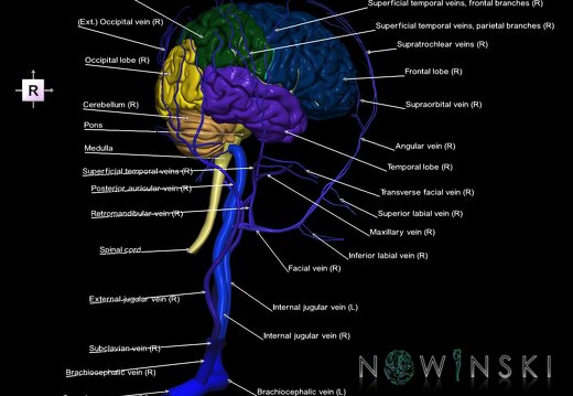G2.T1-18.2.V4.C2.L1.CNS–Extracranial veins