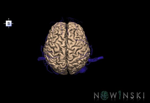 G2.T1-18.2.V5.C1.L0.CNS–Extracranial veins