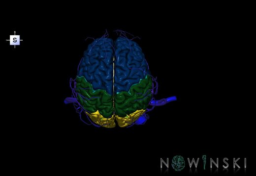G2.T1-18.2.V5.C2.L0.CNS–Extracranial veins