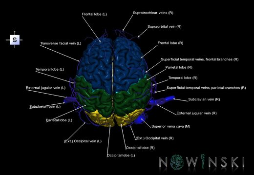 G2.T1-18.2.V5.C2.L1.CNS–Extracranial veins