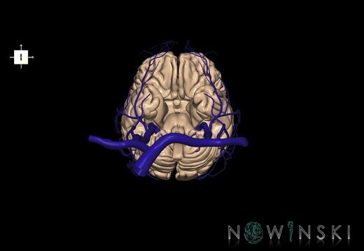 G2.T1-18.2.V6.C1.L0.CNS–Extracranial veins
