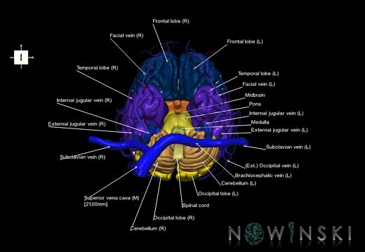 G2.T1-18.2.V6.C2.L1.CNS–Extracranial veins