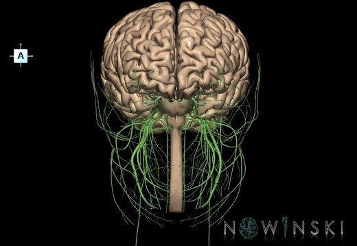 G2.T1.1-19.1.V1.C1.L0.CNS whole–Cranial nerves all