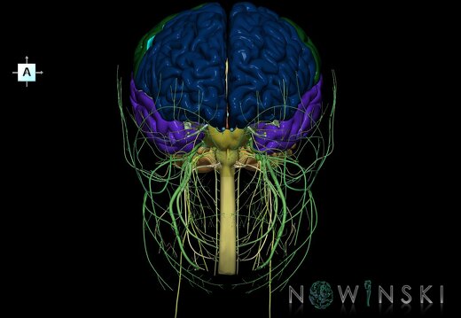 G2.T1.1-19.1.V1.C2.L0.CNS whole–Cranial nerves all