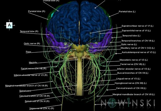 G2.T1.1-19.1.V1.C2.L1.CNS whole–Cranial nerves all