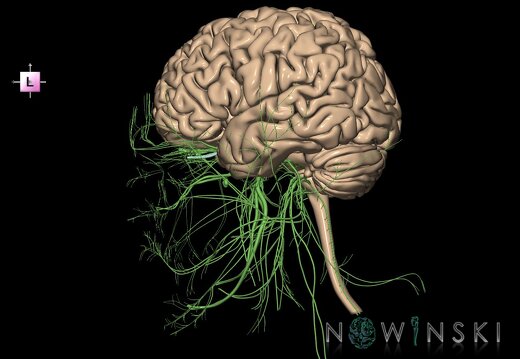 G2.T1.1-19.1.V2.C1.L0.CNS whole–Cranial nerves all