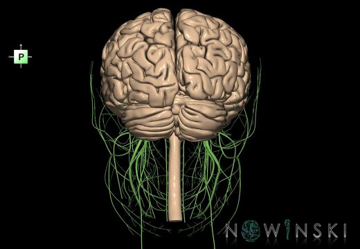 G2.T1.1-19.1.V3.C1.L0.CNS whole–Cranial nerves all