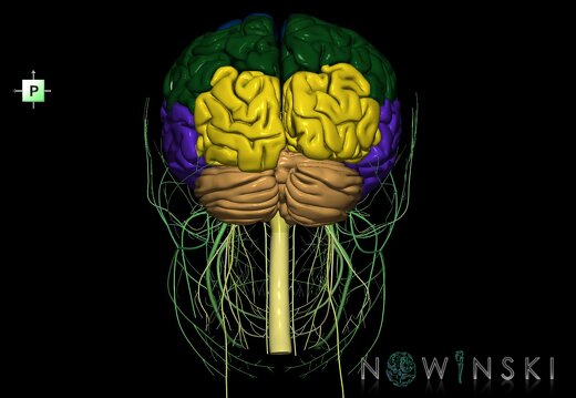 G2.T1.1-19.1.V3.C2.L0.CNS whole–Cranial nerves all