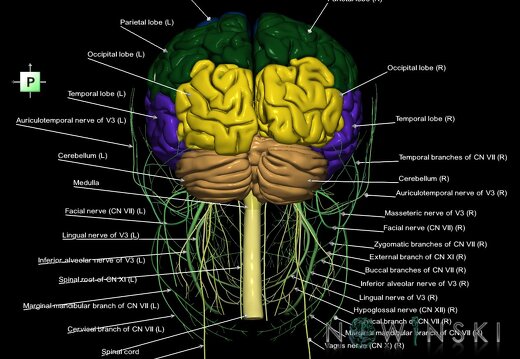 G2.T1.1-19.1.V3.C2.L1.CNS whole–Cranial nerves all