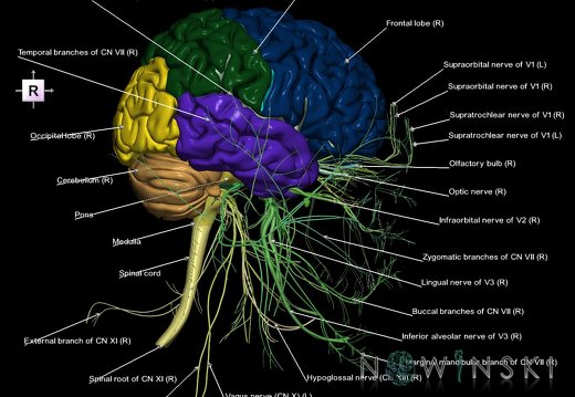 G2T1-19.CentralNervousSystem-CranialNerves