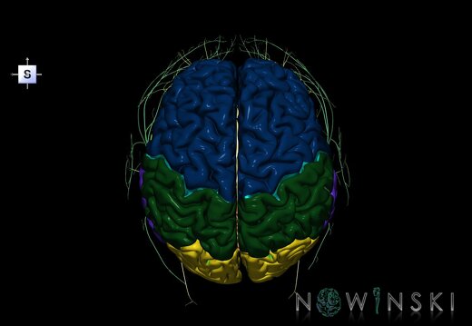 G2.T1.1-19.1.V5.C2.L0.CNS whole–Cranial nerves all