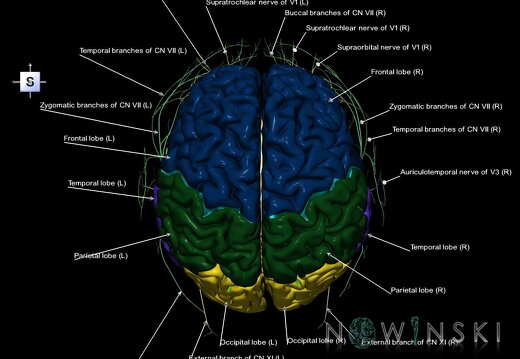 G2.T1.1-19.1.V5.C2.L1.CNS whole–Cranial nerves all