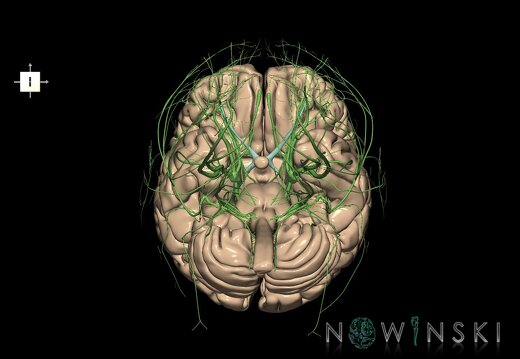 G2.T1.1-19.1.V6.C1.L0.CNS whole–Cranial nerves all