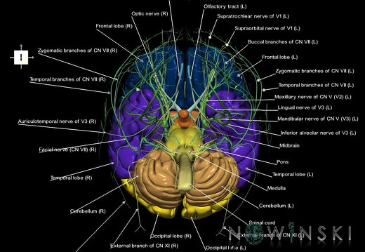G2.T1.1-19.1.V6.C2.L1.CNS whole–Cranial nerves all