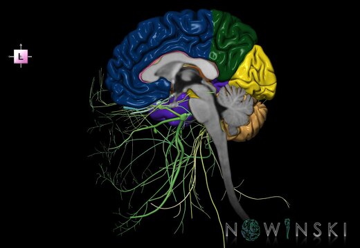 G2T1.3-19.3.CNSRight-CranialNervesRight