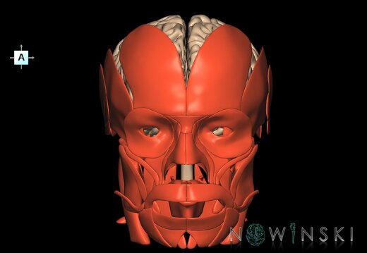 G2.T1-20.1.V1.C1.L0.CNS–Head muscles