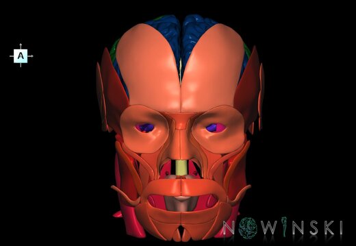 G2.T1-20.1.V1.C2.L0.CNS–Head muscles