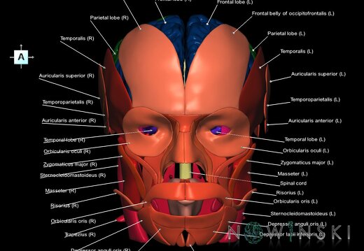 G2.T1-20.1.V1.C2.L1.CNS–Head muscles