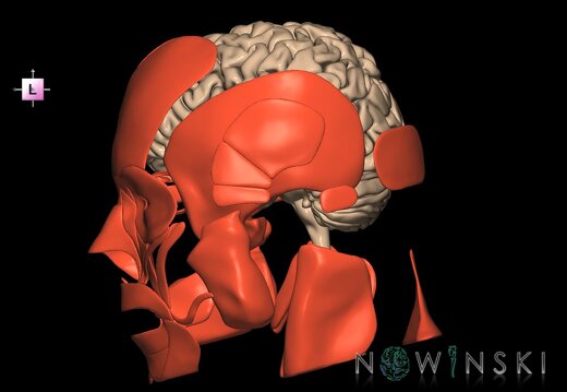 G2.T1-20.1.V2.C1.L0.CNS–Head muscles