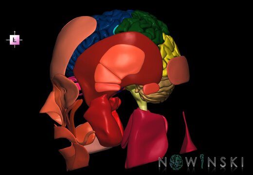 G2.T1-20.1.V2.C2.L0.CNS–Head muscles