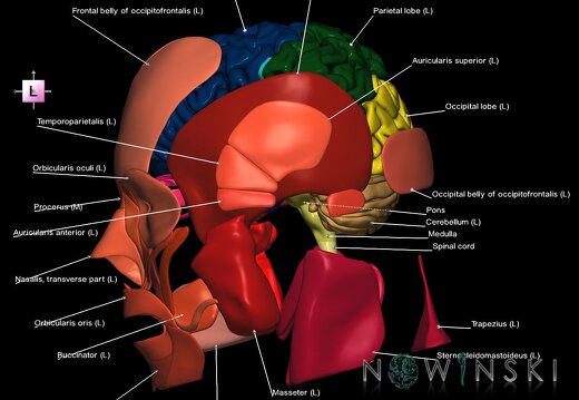 G2.T1-20.1.V2.C2.L1.CNS–Head muscles