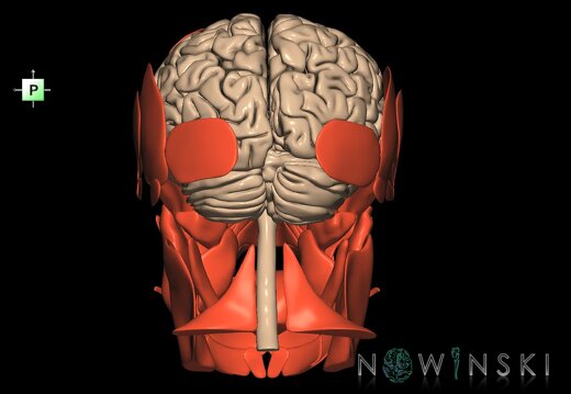 G2.T1-20.1.V3.C1.L0.CNS–Head muscles