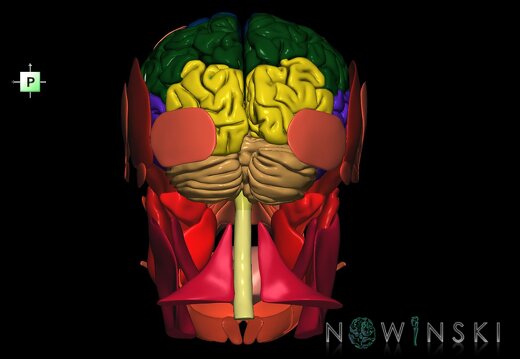 G2.T1-20.1.V3.C2.L0.CNS–Head muscles