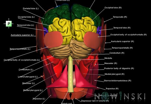 G2.T1-20.1.V3.C2.L1.CNS–Head muscles