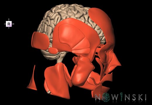 G2.T1-20.1.V4.C1.L0.CNS–Head muscles