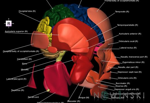 G2.T1-20.1.V4.C2.L1.CNS–Head muscles