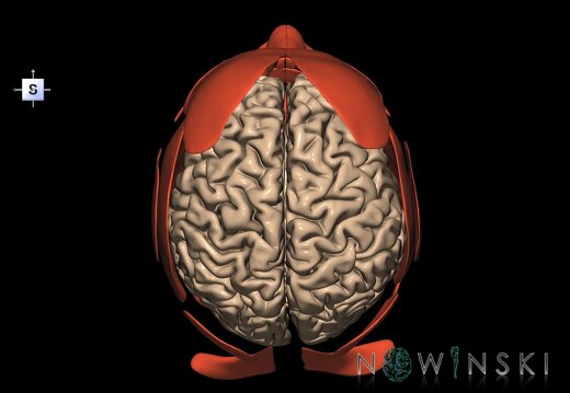 G2.T1-20.1.V5.C1.L0.CNS–Head muscles