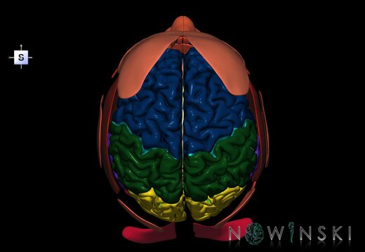 G2.T1-20.1.V5.C2.L0.CNS–Head muscles
