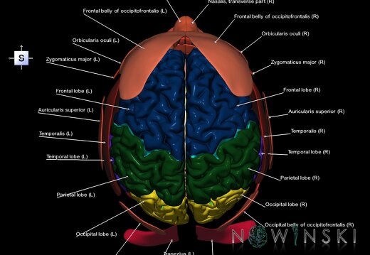 G2.T1-20.1.V5.C2.L1.CNS–Head muscles