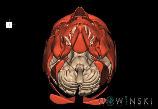 G2.T1-20.1.V6.C1.L0.CNS–Head muscles