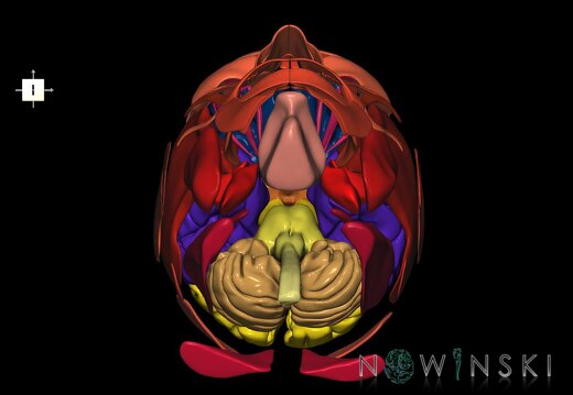 G2.T1-20.1.V6.C2.L0.CNS–Head muscles