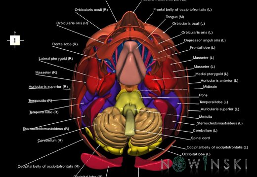 G2.T1-20.1.V6.C2.L1.CNS–Head muscles