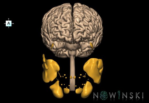 G2.T1-21.V1.C1.L0.CNS–Glands