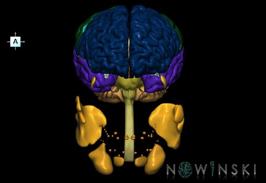 G2.T1-21.V1.C2.L0.CNS–Glands