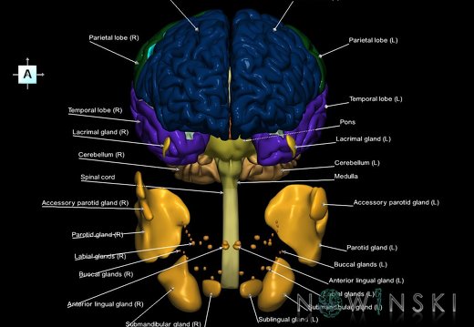 G2.T1-21.V1.C2.L1.CNS–Glands