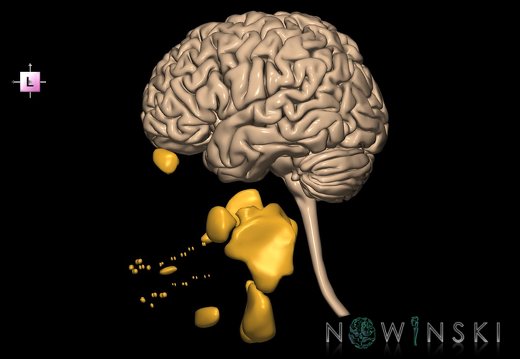 G2.T1-21.V2.C1.L0.CNS–Glands