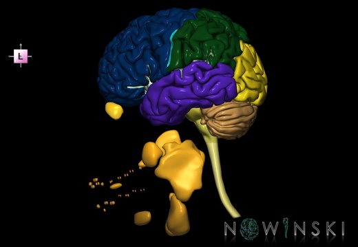 G2.T1-21.V2.C2.L0.CNS–Glands