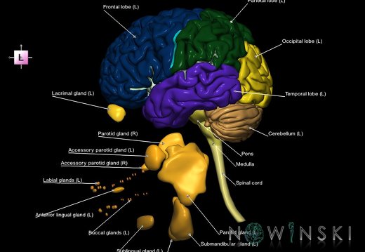 G2.T1-21.V2.C2.L1.CNS–Glands