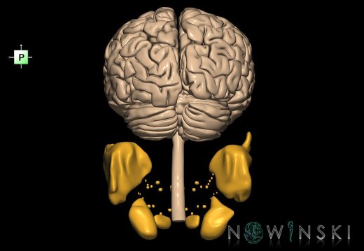 G2.T1-21.V3.C1.L0.CNS–Glands